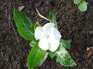 Vinca Alb 1