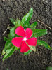 Vinca Rosu 1