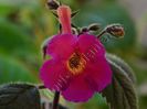 Achimenes Lady Lyttelton