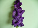 gladiola mov poza dimineata
