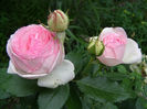 P1018388