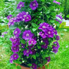 clematis ashva