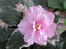 339REBEL-S ROSE BUD