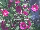 Imag0952