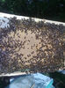 apicultura 044