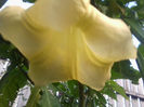 mult parfum