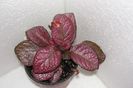 Strawberry Mist
