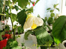 Abutilon alb 2 (22-06-2013)