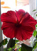 21 iunie 2013-flori 005