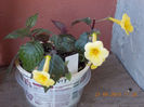 21 iunie 2013-flori 073