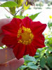 21 iunie 2013-flori 010