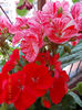21 iunie 2013-flori 055