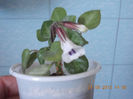 chirita tamiana