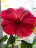 21 iunie 2013-flori 004