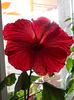 21 iunie 2013-flori 006