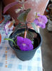21 iunie 2013-flori 059