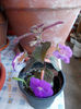 21 iunie 2013-flori 061
