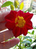 21 iunie 2013-flori 011