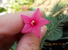 21 iunie 2013-flori 013