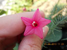 21 iunie 2013-flori 015