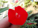 21 iunie 2013-flori 016