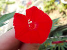 zorele mici rosii-cardinal climber