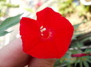 21 iunie 2013-flori 018