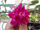 21 iunie 2013-flori 019