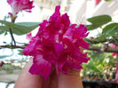21 iunie 2013-flori 022