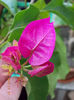 21 iunie 2013-flori 065