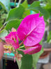 21 iunie 2013-flori 066