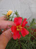 21 iunie 2013-flori 068
