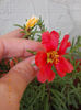 21 iunie 2013-flori 069