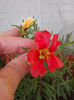 21 iunie 2013-flori 070