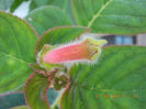 21 iunie 2013-flori 085