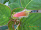 kohleria sunna