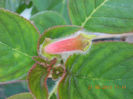 21 iunie 2013-flori 087
