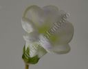 Gloxinia Sweet cream \