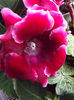 DSCF0041