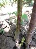 DSCF3391