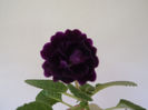 DSCF0052