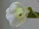 Gloxinia Sweet cream