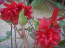 DSCN2905[1]