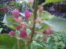 DSCN2900[1]