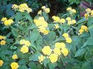 lantana galbena