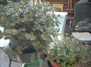 DSCN2932[1]