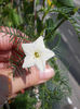 22 iunie 2013-zorica stelata alba