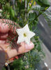 22 iunie 2013-zorica stelata alba