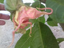 prima floare