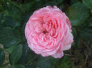 La Rose de Molinard